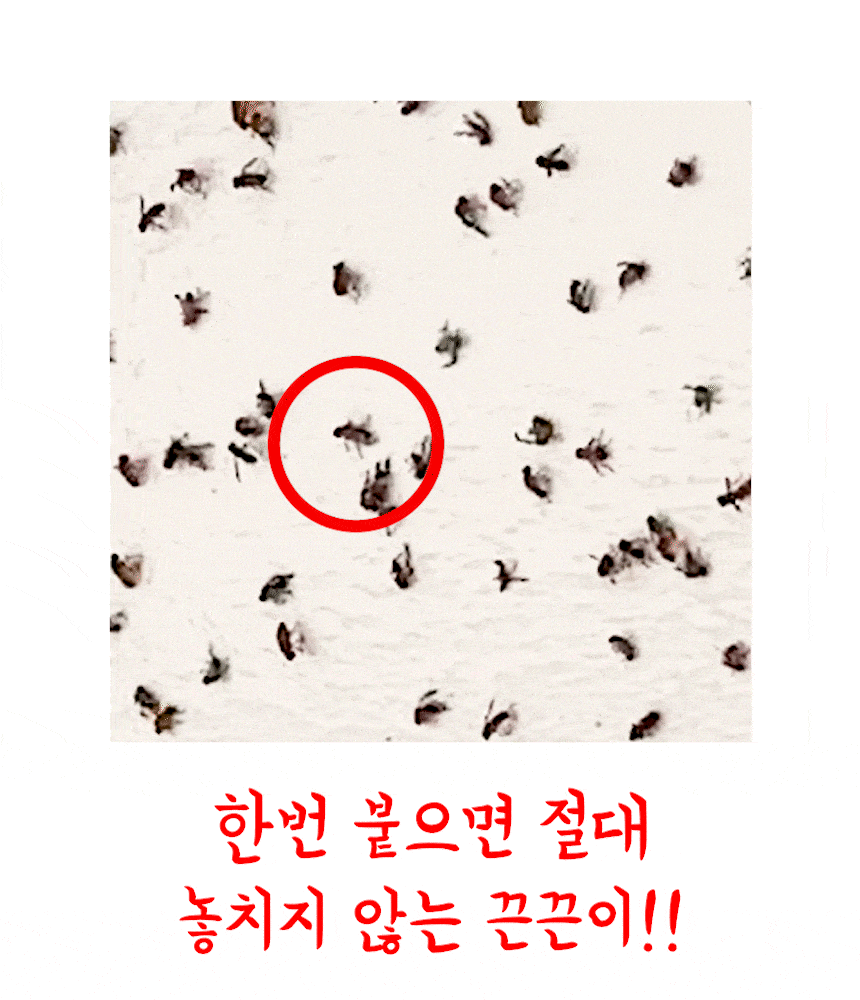 소싱 초파리트랩 끈끈이 해충 날벌레 벌레퇴치 상세 이미지 26